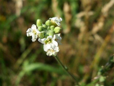 Graukresse (Berteroa incana) bei Hockenheim