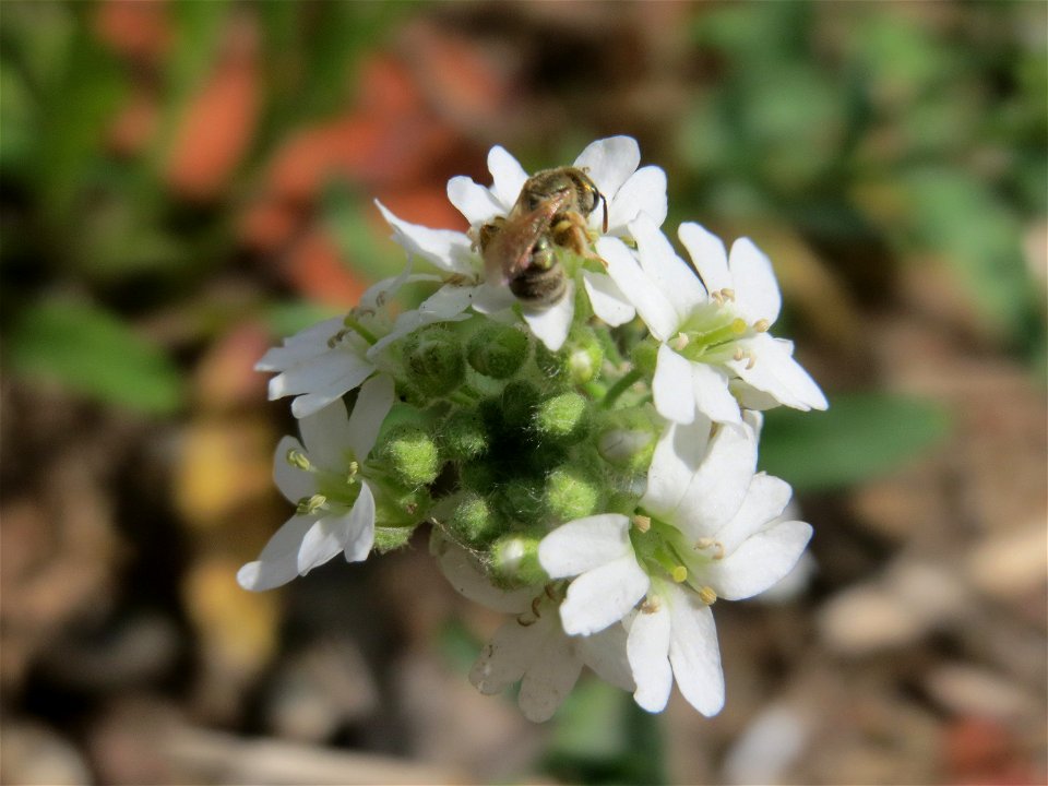 Graukresse (Berteroa incana) in Hockenheim