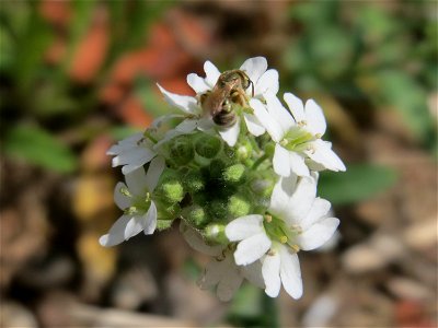 Graukresse (Berteroa incana) in Hockenheim