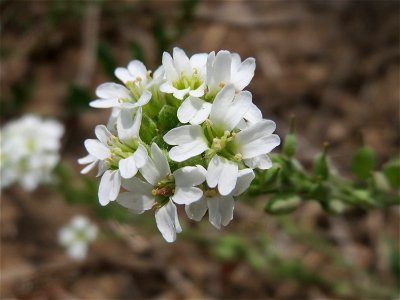 Graukresse (Berteroa incana) bei Oftersheim