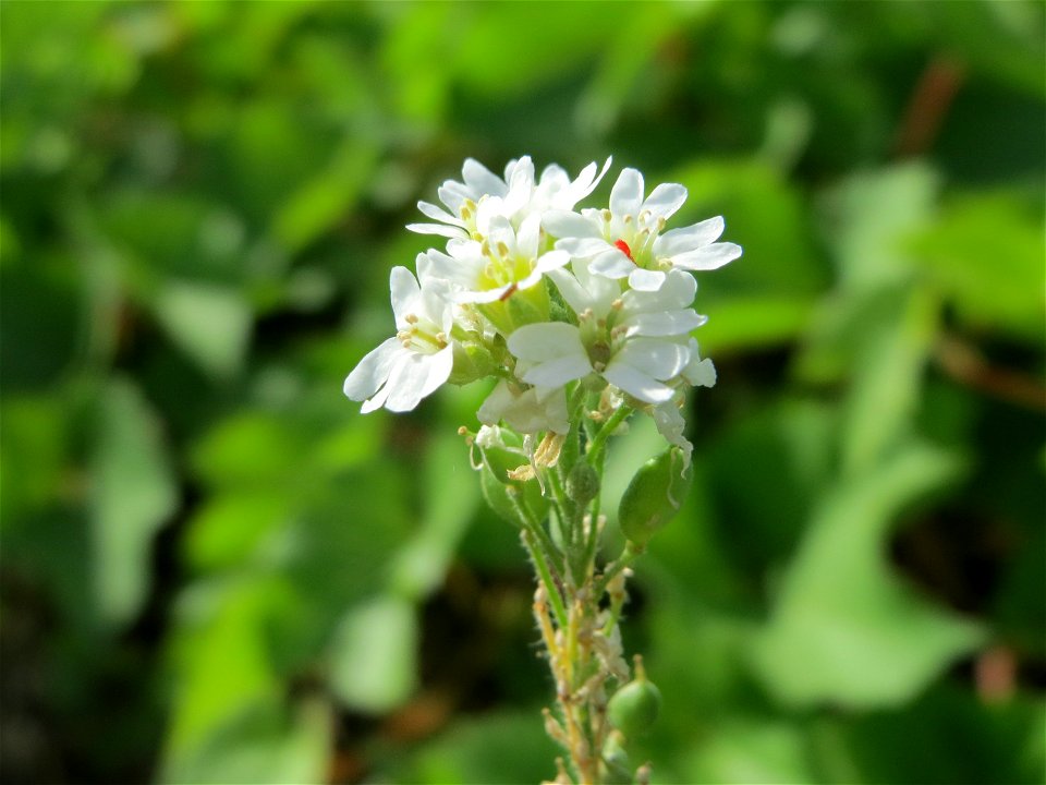 Graukresse (Berteroa incana) auf der Friedenshöhe (Oftersheim)