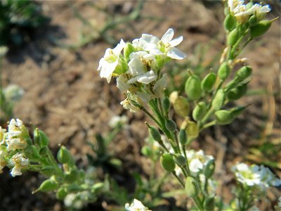 Graukresse (Berteroa incana) bei Hockenheim