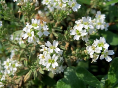 Graukresse (Berteroa incana) auf einem Sandhügel einer Baustelle in Hockenheim