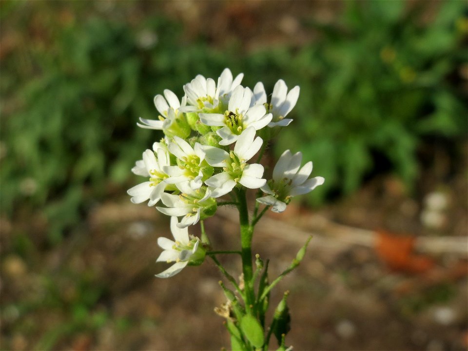 Graukresse (Berteroa incana) bei Hockenheim