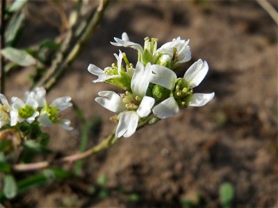 Graukresse (Berteroa incana) an den Oftersheimer Dünen