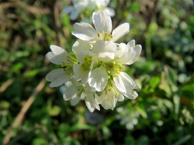 Graukresse (Berteroa incana) bei Oftersheim
