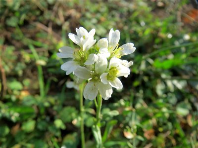 Graukresse (Berteroa incana) bei Oftersheim