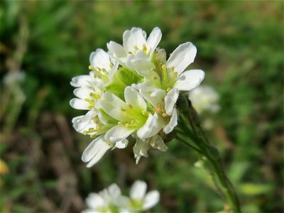 Graukresse (Berteroa incana) an den Oftersheimer Dünen