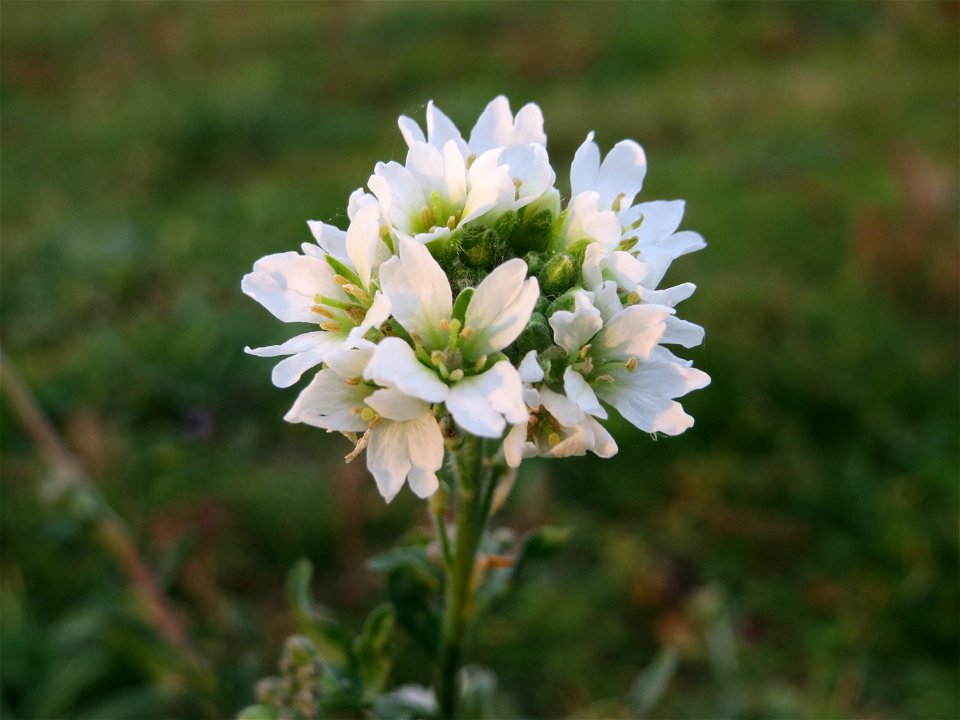 Graukresse (Berteroa incana) in Hockenheim
