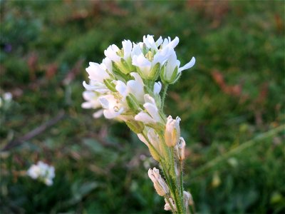 Graukresse (Berteroa incana) in Hockenheim