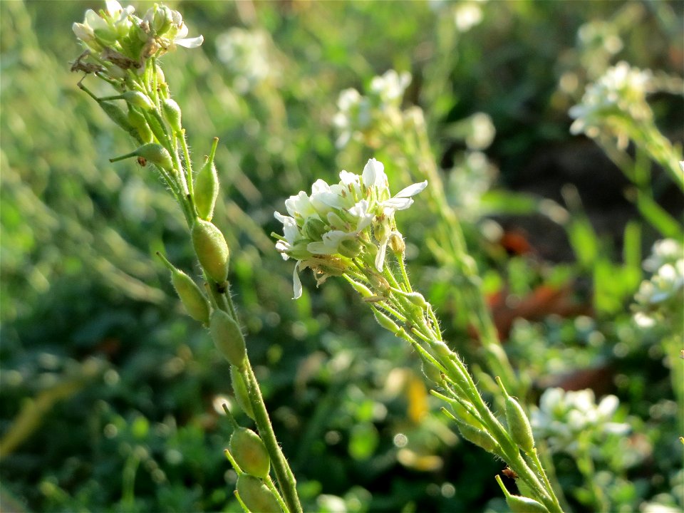 Graukresse (Berteroa incana) in Hockenheim