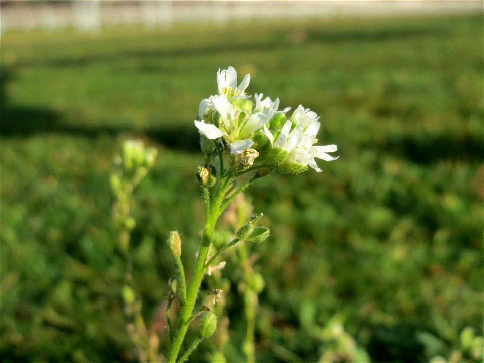 Graukresse (Berteroa incana) in Hockenheim