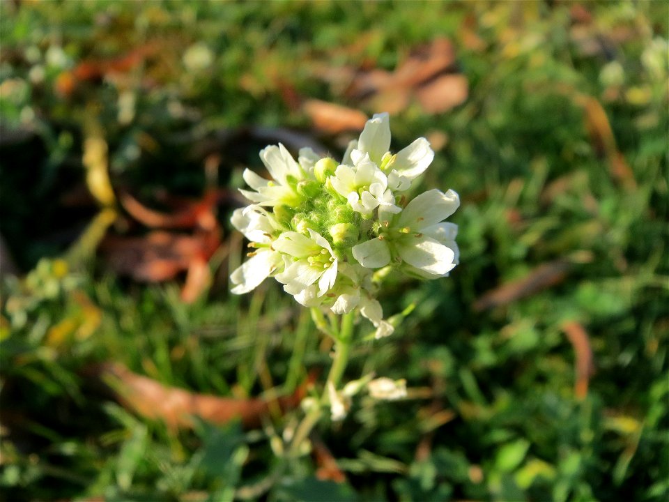 Graukresse (Berteroa incana) in Hockenheim