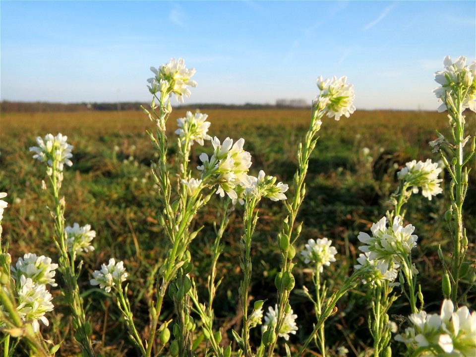 Graukresse (Berteroa incana) bei Hockenheim