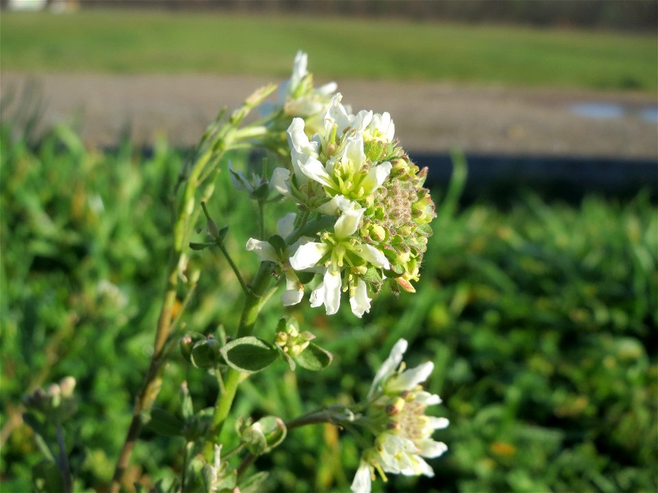 Graukresse (Berteroa incana) bei Hockenheim