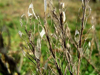 Graukresse (Berteroa incana) bei Hockenheim