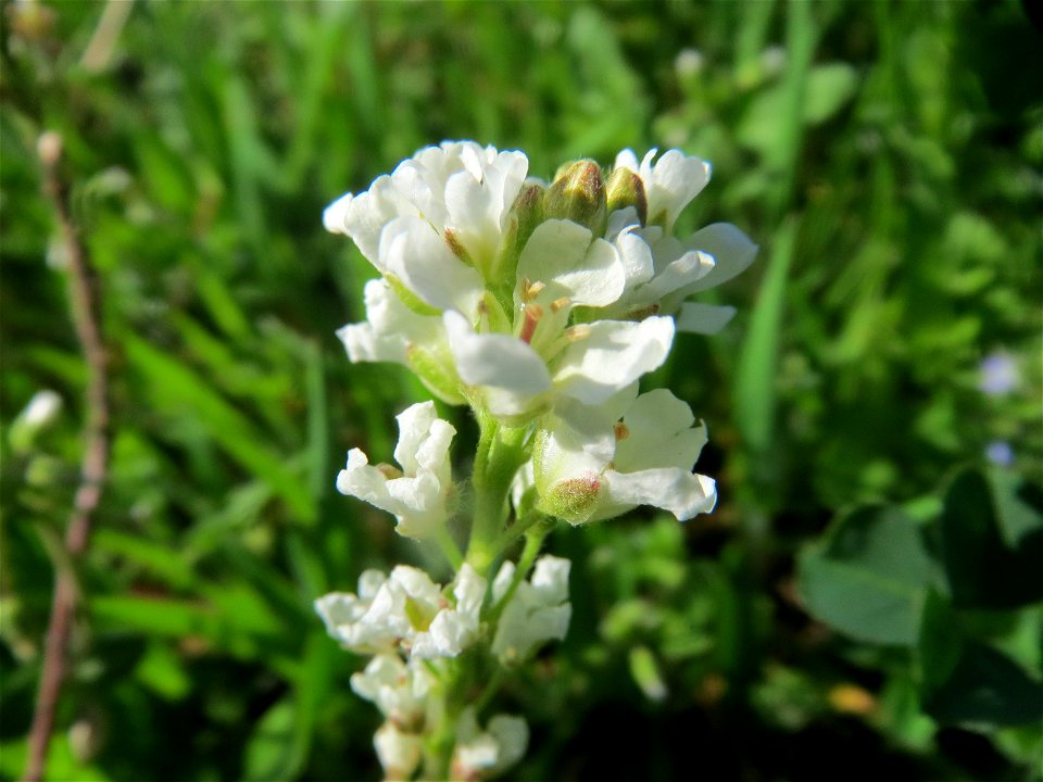 Graukresse (Berteroa incana) in Hockenheim