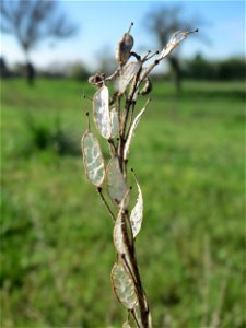 Graukresse (Berteroa incana) in Hockenheim
