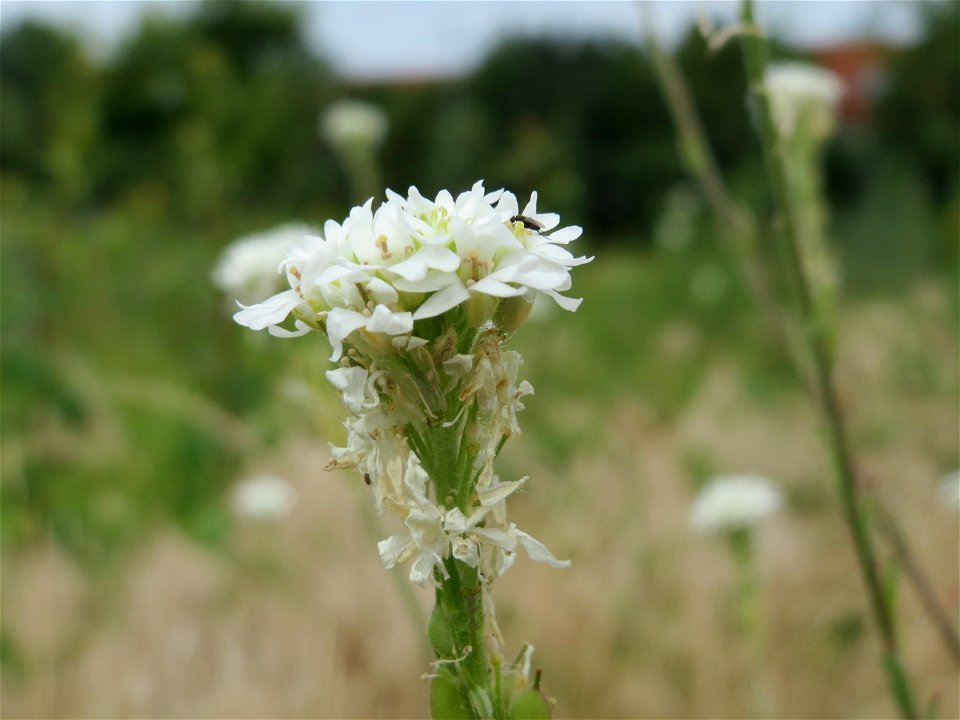 Graukresse (Berteroa incana) in Hockenheim