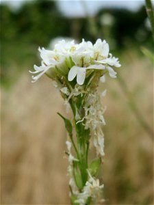 Graukresse (Berteroa incana) in Hockenheim