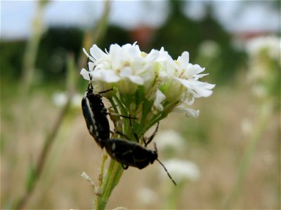 Graukresse (Berteroa incana) in Hockenheim