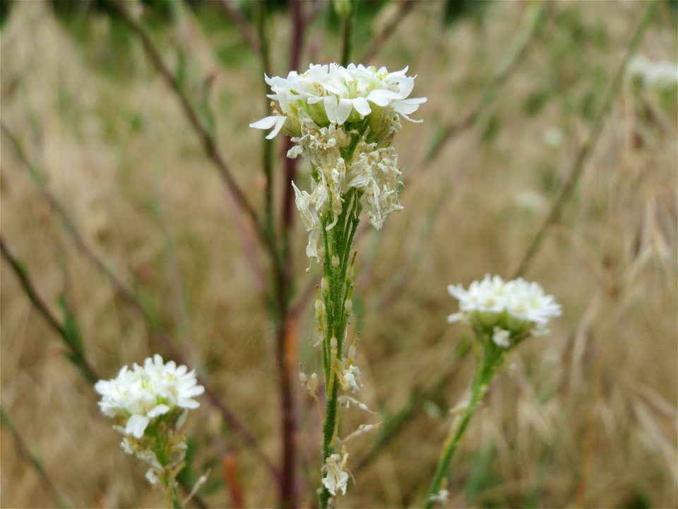 Graukresse (Berteroa incana) in Hockenheim