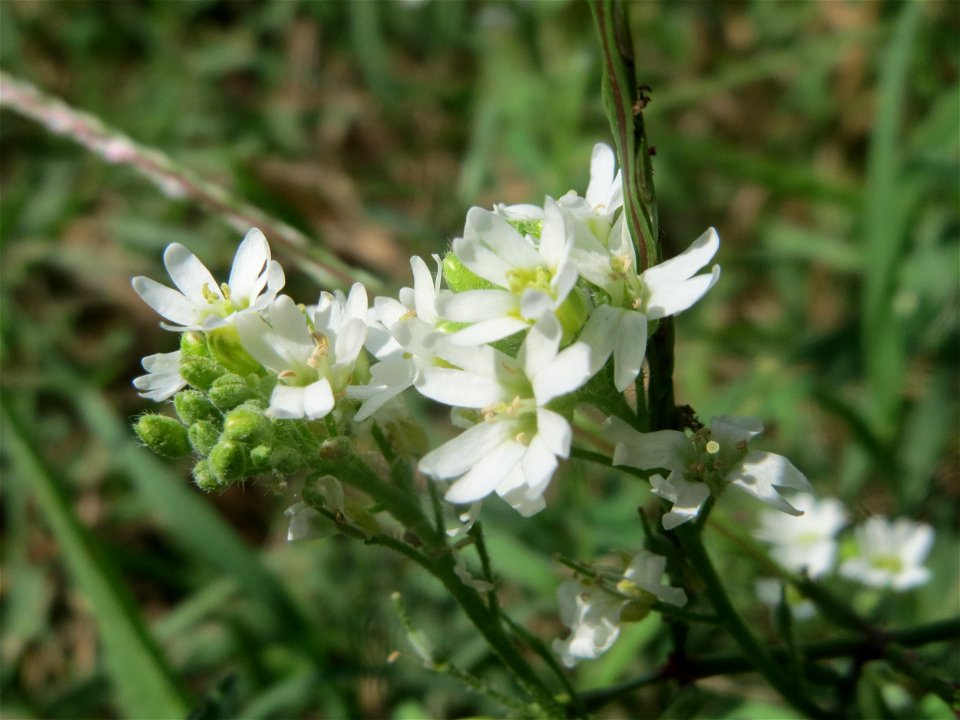 Graukresse (Berteroa incana) in Hockenheim