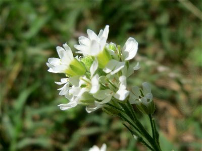 Graukresse (Berteroa incana) in Hockenheim