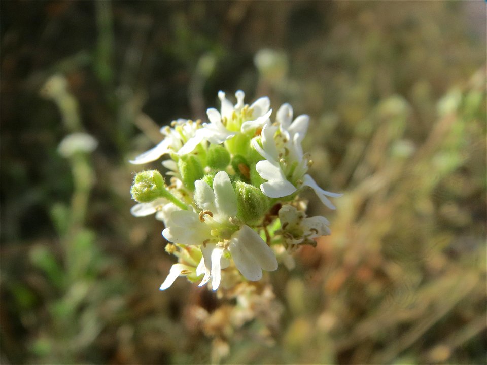 Graukresse (Berteroa incana) in Hockenheim