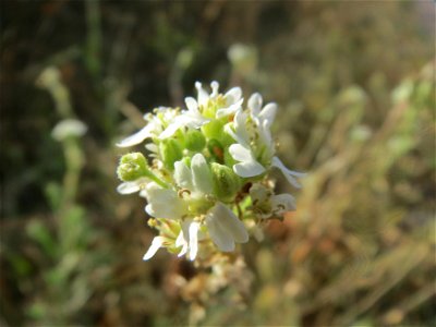 Graukresse (Berteroa incana) in Hockenheim