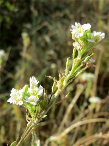 Graukresse (Berteroa incana) in Hockenheim