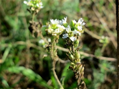 Graukresse (Berteroa incana) bei Ketsch (Gemarkung Schwetzingen)