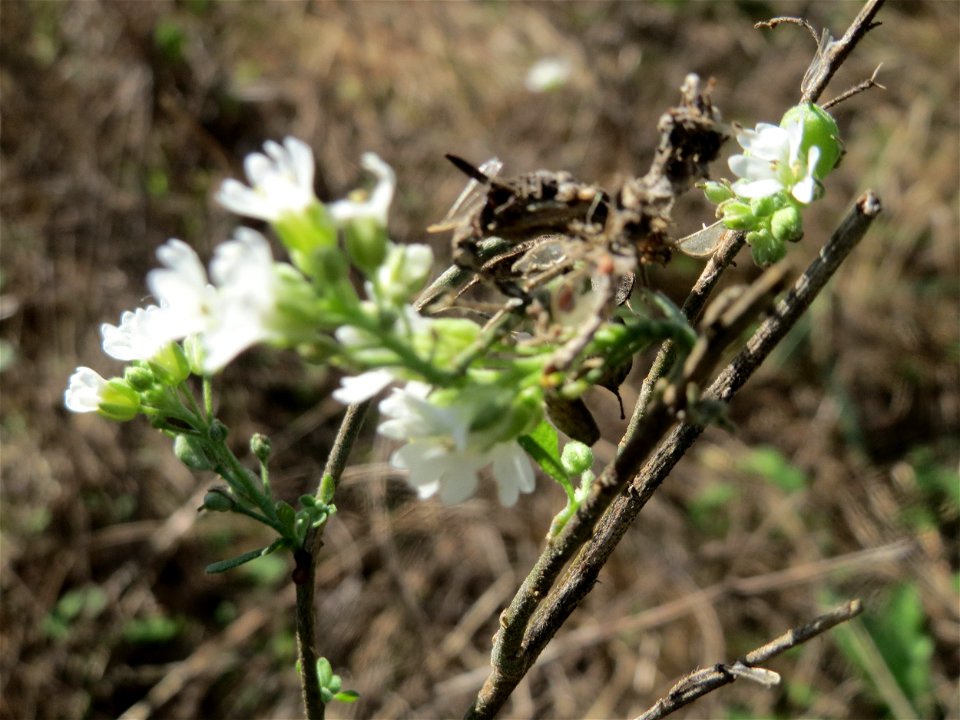 Graukresse (Berteroa incana) im Naturschutzgebiet Gewann Frankreich-Wiesental