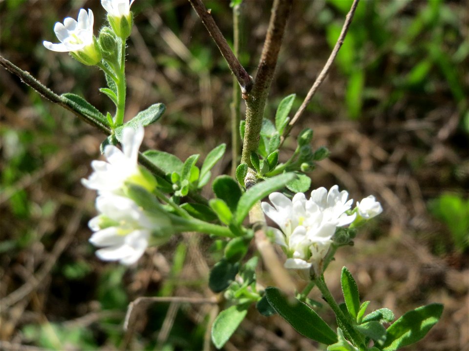 Graukresse (Berteroa incana) im Naturschutzgebiet Gewann Frankreich-Wiesental