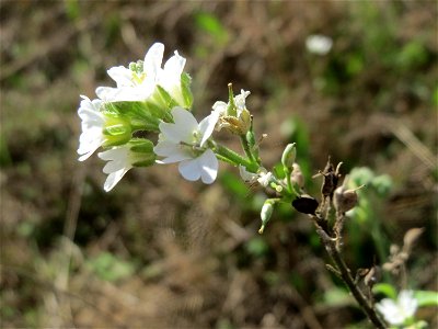 Graukresse (Berteroa incana) im Naturschutzgebiet Gewann Frankreich-Wiesental