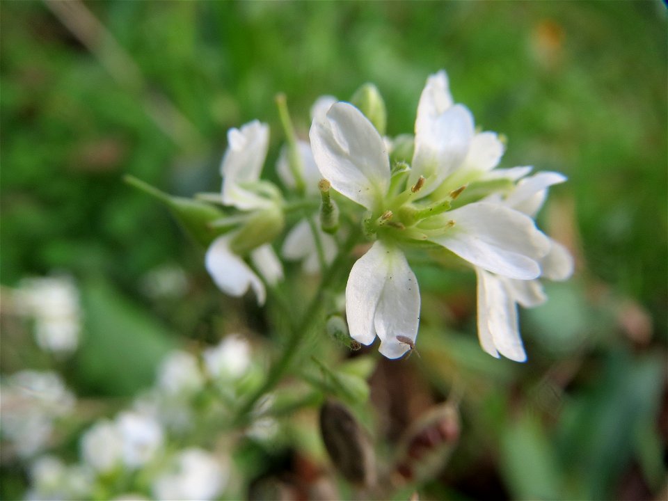Graukresse (Berteroa incana) in Hockenheim