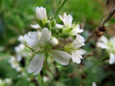 Graukresse (Berteroa incana) in Hockenheim