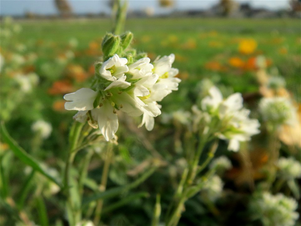 Graukresse (Berteroa incana) in Hockenheim