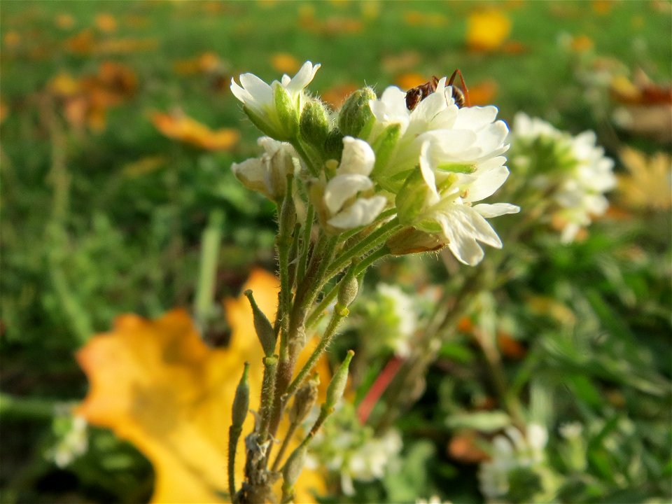 Graukresse (Berteroa incana) in Hockenheim