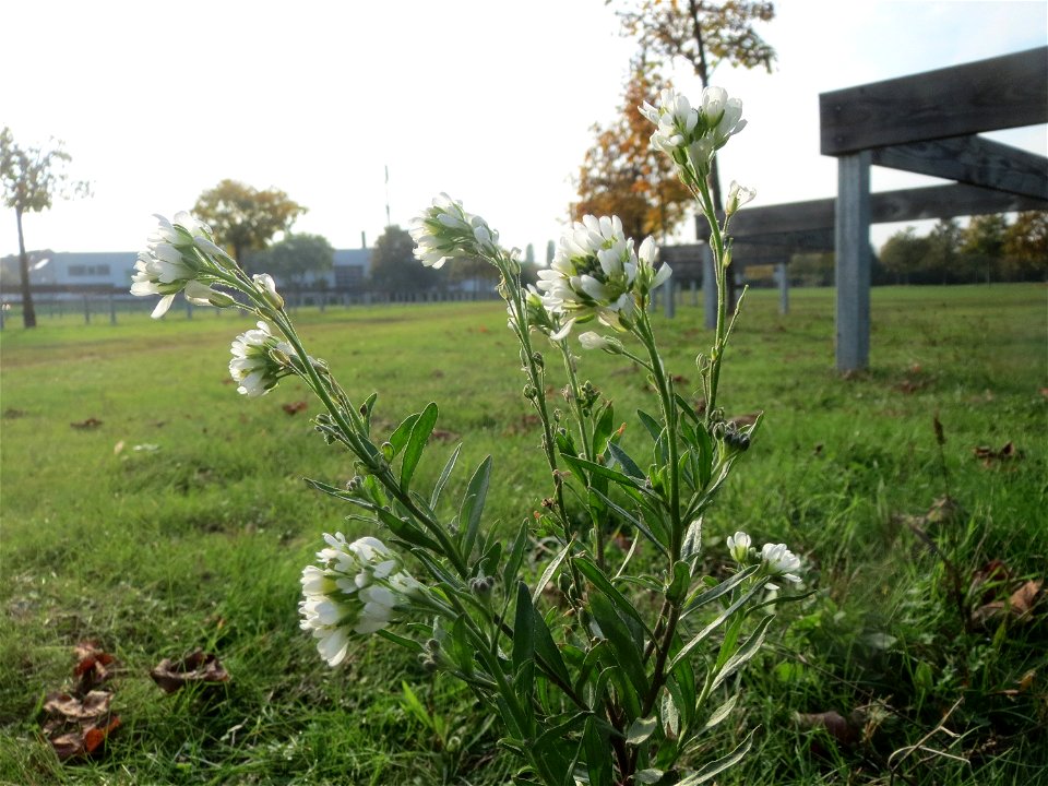 Graukresse (Berteroa incana) in Hockenheim