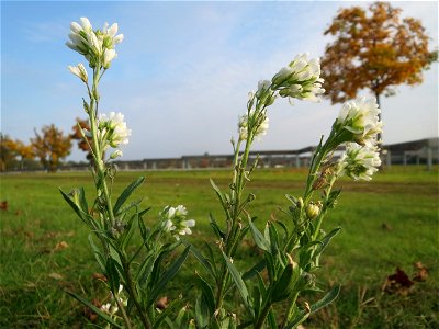 Graukresse (Berteroa incana) in Hockenheim