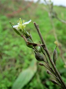 Graukresse (Berteroa incana) auf einem Acker zwischen Alt- und Neulußheim