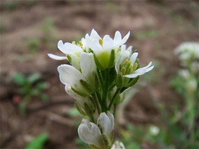 Graukresse (Berteroa incana) auf einem Acker zwischen Alt- und Neulußheim