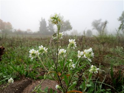 Graukresse (Berteroa incana) in Hockenheim