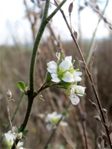 Graukresse (Berteroa incana) auf einem Sandhügel bei Hockenheim (Gemarkung Reilingen)