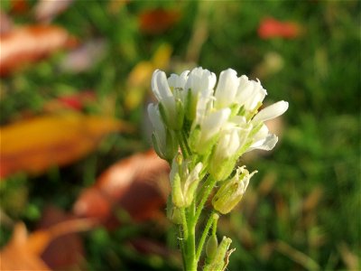 Graukresse (Berteroa incana) in Hockenheim