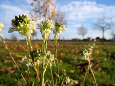 Graukresse (Berteroa incana) in Hockenheim