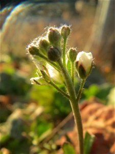 Graukresse (Berteroa incana) bei Reilingen