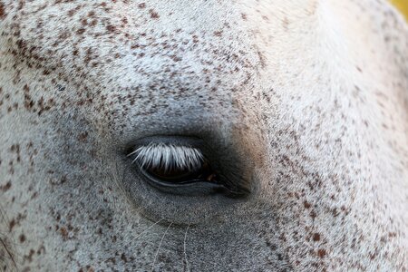 Nature outdoor gray horse