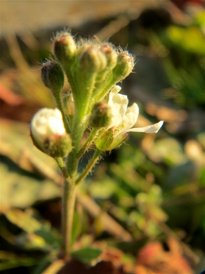 Graukresse (Berteroa incana) bei Reilingen